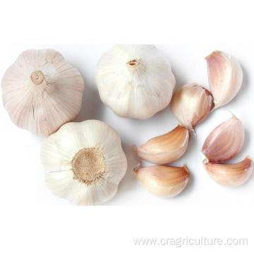 Buy Organic Culinary Garlic Low Price